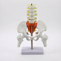 Movable Joints Spine Pelvis Model Nerve Details Spine Model PVC Study Aid Metal Support Rod for Classroom, Medical Office