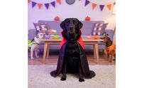 Dog Cape with Collar Black Canine Cape Glossy for Dogs, Pets