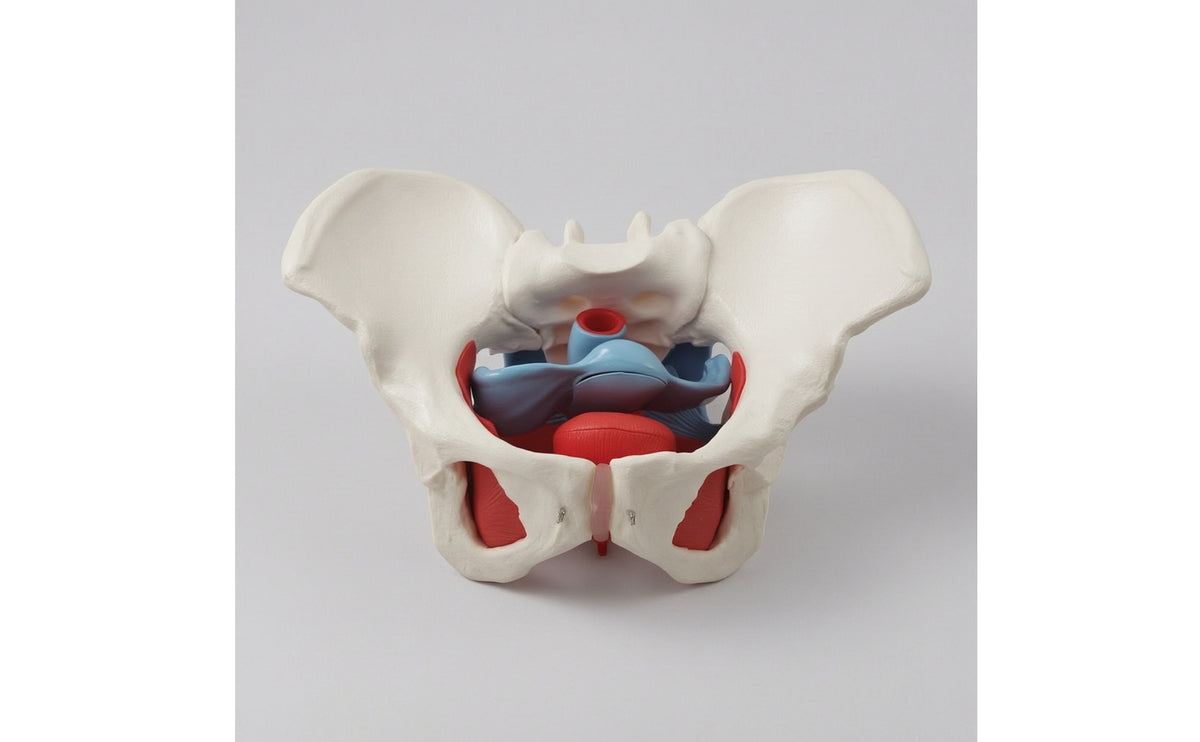 Pelvis Model with Pelvical Floor Muscles Life Size Female Pelvical Structural Model Hand-Painted for Medical Students, Doctors, Classroom