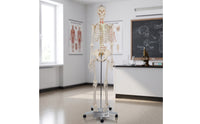 Human Skeleton Model Full-Body Skeleton Model with Stand Structural for Medical Students, Teachers, Classroom, Research Facility