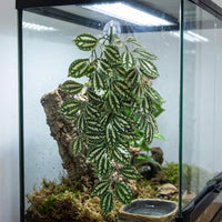 Realistic Vines and Artificial Hanging Plants, Hanging Fake Vines with Suction Cups, Foliage for Glass and Flat Surface Decoration