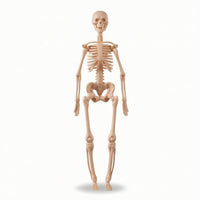 Human Skeleton Model Educational Biological Skeleton Model Basic for Teachers