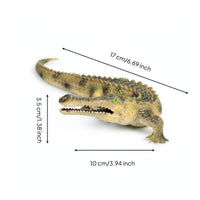 Hand-Painted Crocodile Model Reptile Growth Cycle Toy for Classroom