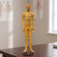Human Acupressure Model Detailed Human Body Acupressure Model Freestanding Meridian Teaching Figure for Students, Classroom