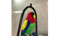 Simulation Parrot Ornament Realistic Design Artificial Parrot on Perch Vivid Colors Animal Figurine for Living Room, Garden, Patio