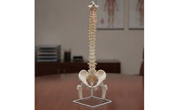 Human Skeleton Model with Stand Detailed Structural Skeleton with Nerves Scientifically Accurate Spine Model for Chiropractors, Teachers