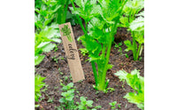 14 Pieces Garden Labels with Stakes Flat Garden Placards Plastic Plant Labels Decorative Markers Reusable for Gardeners