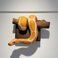 Snake Wall Sculpture Coiled Python Wall Sculpture Realistic Snake Decor with Backing Board for Reptile Lovers, Collectors, Studio, Office, Bedroom