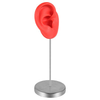 Washable Ear Display Model with Stand Stable Ear Model with Stand Reusable Lightweight for Jewelers