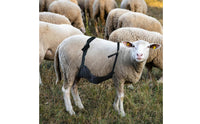 Sheep Anti-Mating Wrap Easy to Wear Livestock Anti Mating Belly Wrap Washable Animal Accessory for Farmers