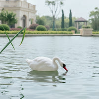 Realistic Floating Swan Lifelike Swan Decoy Weatherproof Pond Decoration Sturdy for Gardeners, Patio