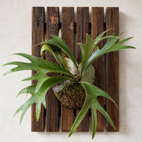Large Carbonized Wood Fern Mounting Board for Staghorn Ferns and Orchids
