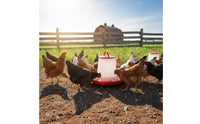 Grid Separation Design Automatic Chicken Feeder Long-Lasting PE Material Automatic Poultry Feeder Easy to Install and Clean for Backyard