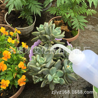 Succulent Plant Squeeze Watering Bottle with Curved Spout for Gardening