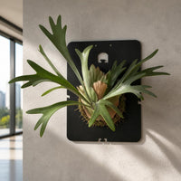 Acrylic Wall-Mounted Plant Mounting Board for Staghorn Ferns Orchids