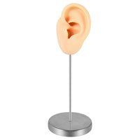 Washable Ear Display Model with Stand Stable Ear Model with Stand Reusable Lightweight for Jewelers