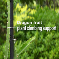 火龙果攀爬架可调节植物金属棚架适用于垂直园艺和攀缘植物