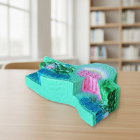 Leaf Structural Three-Dimensional modelDimensional Leaf Sectional Model for Classroom