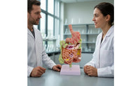 Large Intestine Model with Stomach Structural Digestive System Model with Colon Teaching for Doctors