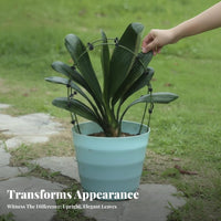 Promotes Symmetrical Growth Clivia foliage Alignment Tool Adjustable Design Plant guide Gardening Accessory for Gardeners, Balcony, Office, Home