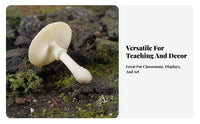 Realistic Toadstool Model Highly Detailed Simulation Toadstool Clear Texture