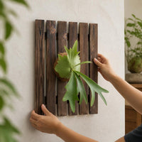 Large Carbonized Wood Fern Mounting Board for Staghorn Ferns and Orchids