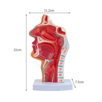 Highly Realistic Human Head Sagittal Section Model Numbered Parts Oral Pharynx Larynx Model Odorless PVC Material for Teachers, Classroom