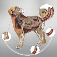 Dog Physiology Model with Detachable Parts Clear-Bodied Dog Physiology Model Educational for Pet Health Students
