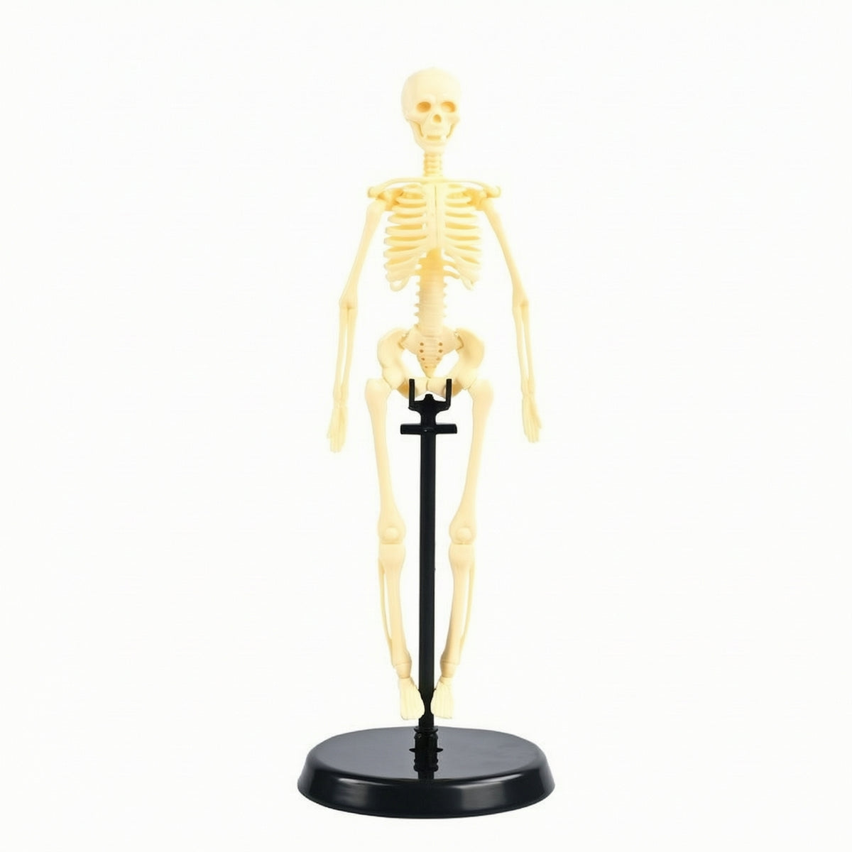 Human Skeleton Model Educational Biological Skeleton Model Basic for Teachers