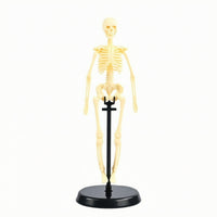 Human Skeleton Model Educational Biological Skeleton Model Basic for Teachers