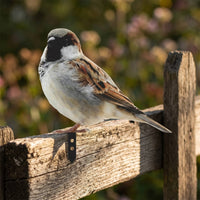 Rustic Metal Bird with Mounting Tab Weathered Fence Post Topper Easy-to-Mount Metal Bird Decor Flat for Gardeners, Garden, Patio