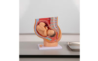 Fetal Growth Model Educational Obstetrics Demonstration Model Easy to Observe for Students, Doctors, Practice Room