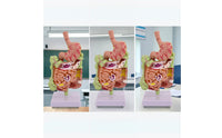 Large Intestine Model with Stomach Structural Digestive System Model with Colon Teaching for Doctors