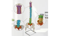 Human Skeleton Model Demonstration Skeleton Model with Stand Educational for Medical Students, Teachers, Classroom, Scientific Workspace, Office