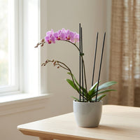 Dyed Waxed Bamboo Sticks Plant Support Stakes for Orchids and Floral Arrangements