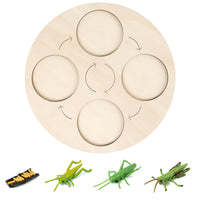 Life Cycle Board Child-Centered Life Cycle Activity Board Sensory Play