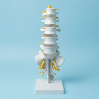 Human Spine Model Vertebrae Model Anatomical for Classroom