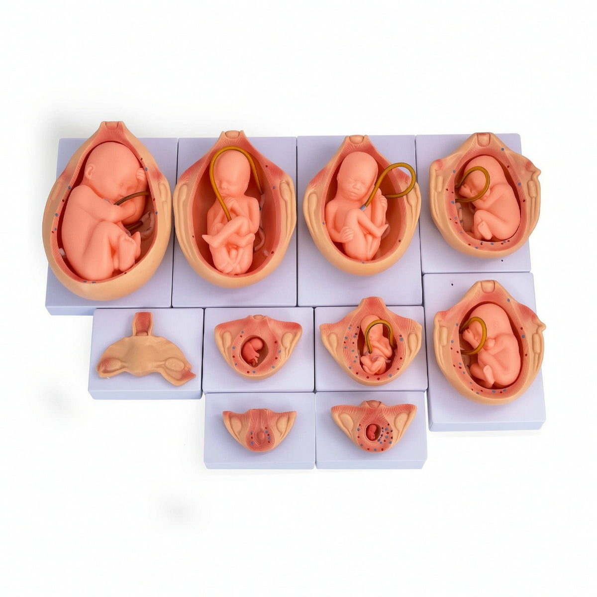10 Pieces Fetal Development Process Model Structural Fetal Development Model Realistic for Teachers