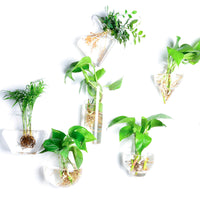 Creative Wall-Mounted Hydroponic Glass Vase for Home Decor