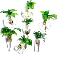 Creative Wall-Mounted Hydroponic Glass Vase for Home Decor