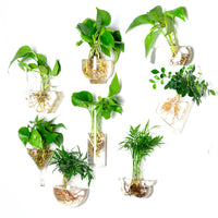 Creative Wall-Mounted Hydroponic Glass Vase for Home Decor