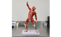 Tendon-Style Detailing Full-Body Muscle Model 50 Cm Human Muscle Anatomy Model Rectangular Base Teaching Aid Vertical Support Rod for Classroom