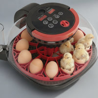 Digital Egg Hatcher Transparent Tabletop Hatcher with Water Cup Compact for Hobbyists, Educators, Home Hatching, Classroom