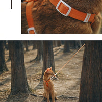 Adjustable Cat Harness and Outdoor Cat Leash Set, Solid Textile H-Harness Style for Training, Cat Walking Harness for Pets Walking and Travel