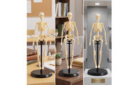 Human Skeleton Model Educational Biological Skeleton Model Basic for Teachers