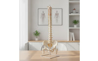 Spine Model with Pelvis Life-Size Human Spine Model Educational for Medical Students, Chiropractors, Classroom, Scientific Workspace