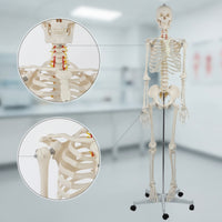 Human Skeleton Model Full-Body Skeleton Model with Stand Structural for Medical Students, Teachers, Classroom, Research Facility