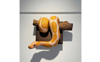 Snake Wall Sculpture Coiled Python Wall Sculpture Realistic Snake Decor with Backing Board for Reptile Lovers, Collectors, Studio, Office, Bedroom