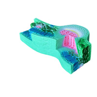 Leaf Structural Three-Dimensional modelDimensional Leaf Sectional Model for Classroom