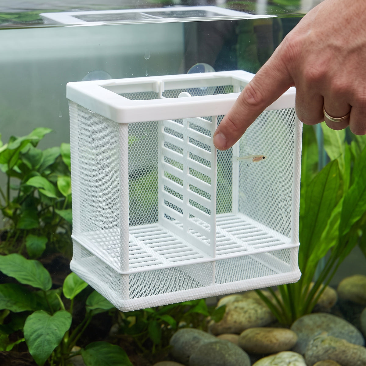 Fish Breeding Isolation Box with Net for Aquarium, Guppy Fry Hatchery and Nursery